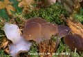Pseudohydnum gelatinosum-amf804